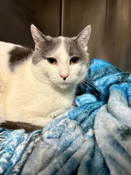 An adult medium-sized male Gray & White Domestic Short Hair cat named Punky for adoption in Lafayette, IN