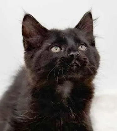 A baby small-sized male Black Maine Coon cat named Legend Is A Lil' for adoption in Bedford Hills, NY