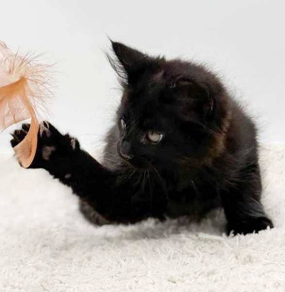 Legend Is A Lil' thumbnail 2