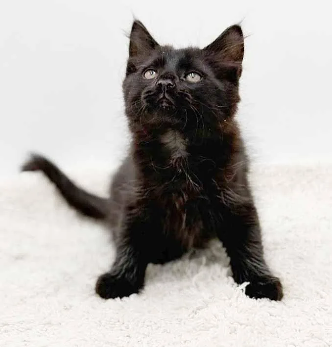 Legend Is A Lil' thumbnail 3