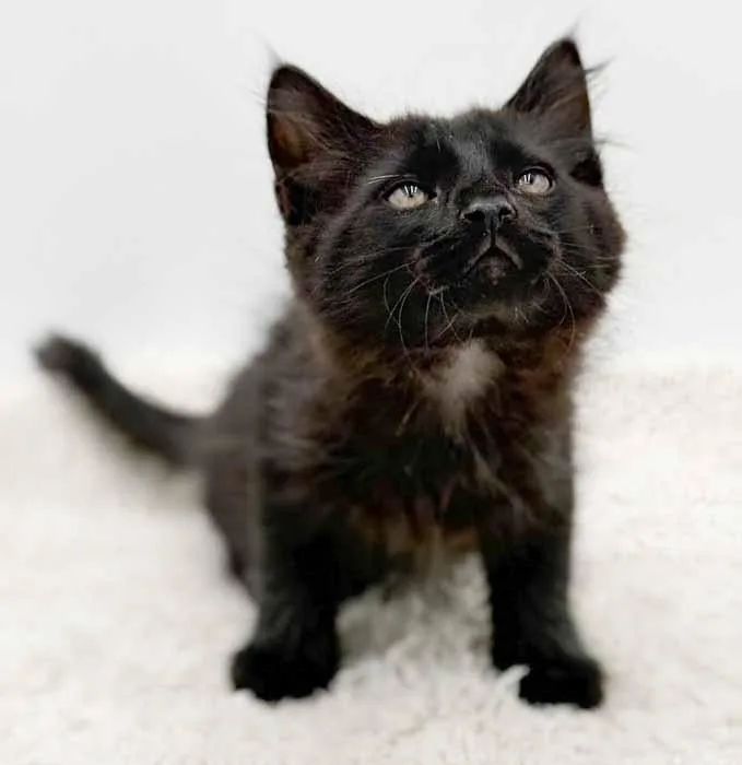 Legend Is A Lil' thumbnail 4