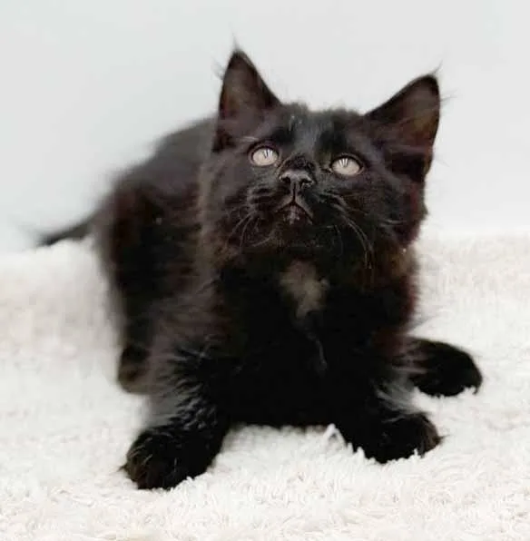 Legend Is A Lil' thumbnail 5