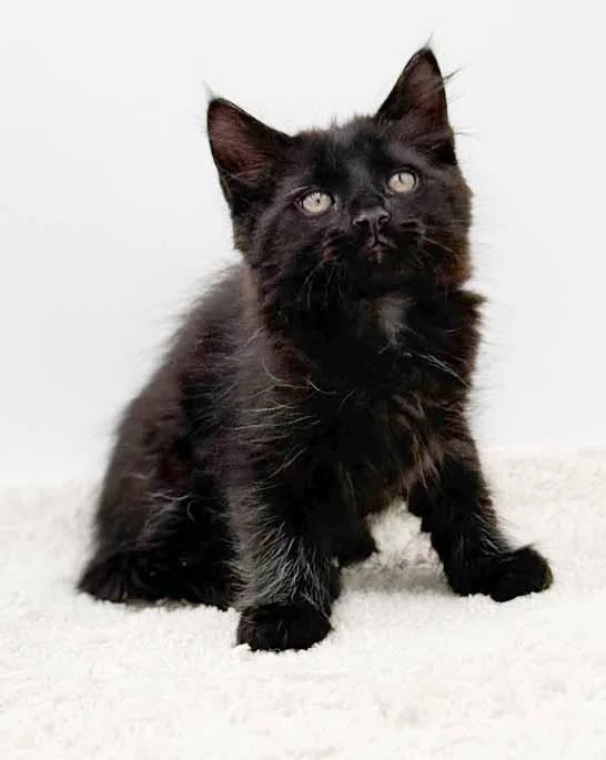 Legend Is A Lil' thumbnail 6