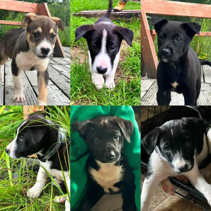 A baby medium-sized male Husky dog named Penguin for adoption in Anchorage, AK