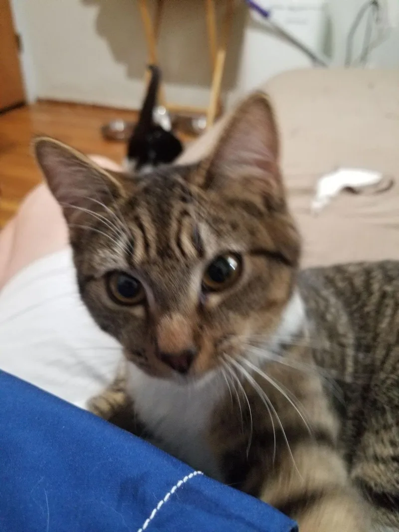 A baby medium-sized female Tuxedo cat named Stevie and Stacy for adoption in Buena Park, CA