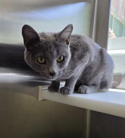 A young small-sized female Domestic Short Hair cat named Princess Peach for adoption in Brighton, CO