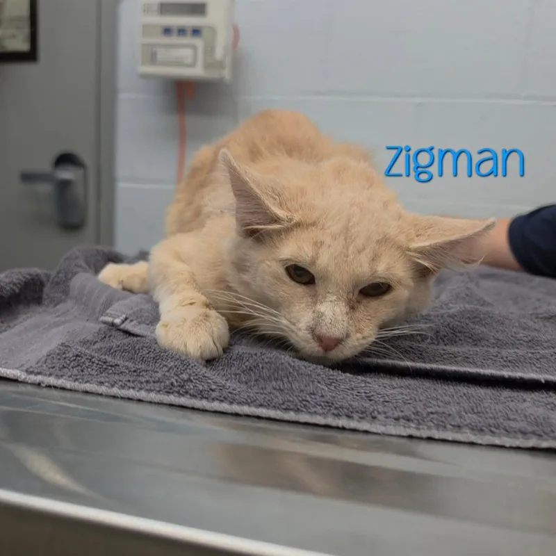 An adult medium-sized male Domestic Short Hair cat named Zigman for adoption in Parkersburg, WV