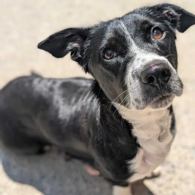 A young medium-sized female Black Labrador Retriever dog named Oreo for adoption in Watertown, NY