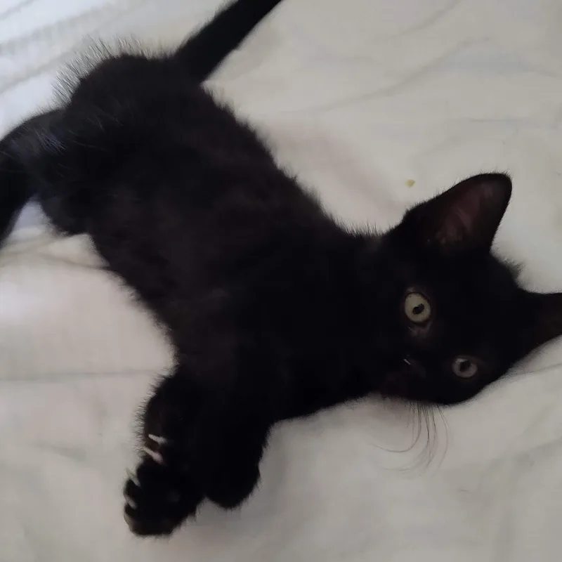 A baby medium-sized female Black Domestic Short Hair cat named Fudge for adoption in Watertown, WI
