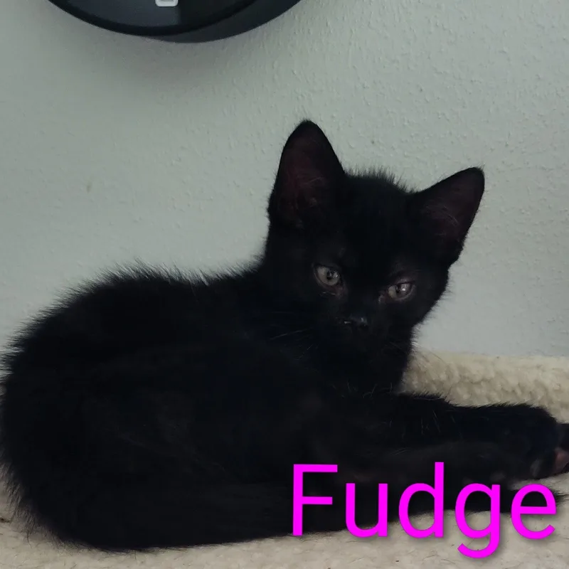 Fudge thumbnail 2