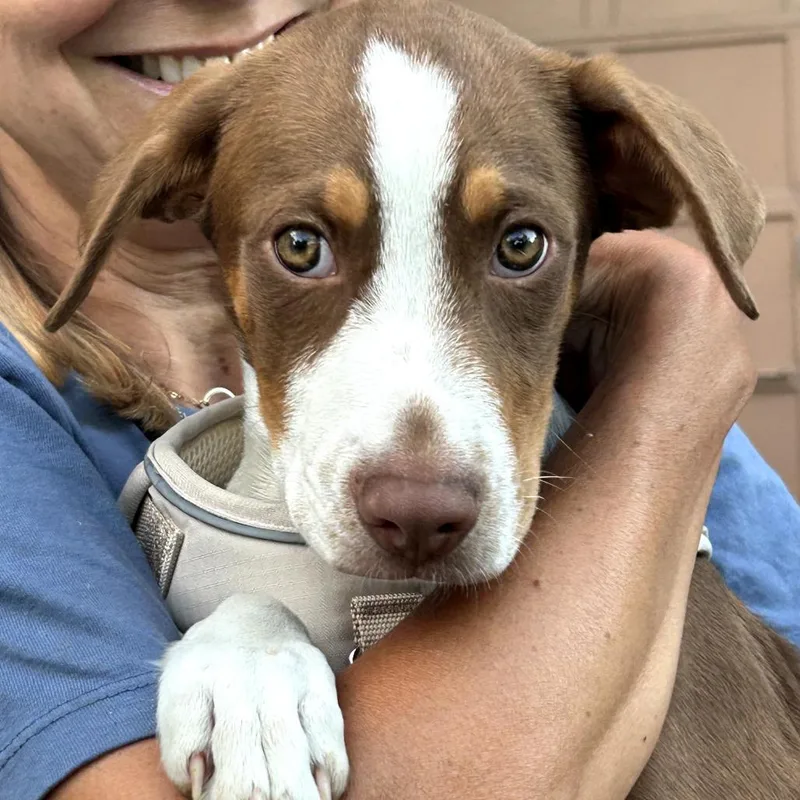 A baby small-sized male Brown / Chocolate Labrador Retriever dog named Rodeo for adoption in Rockville, MD
