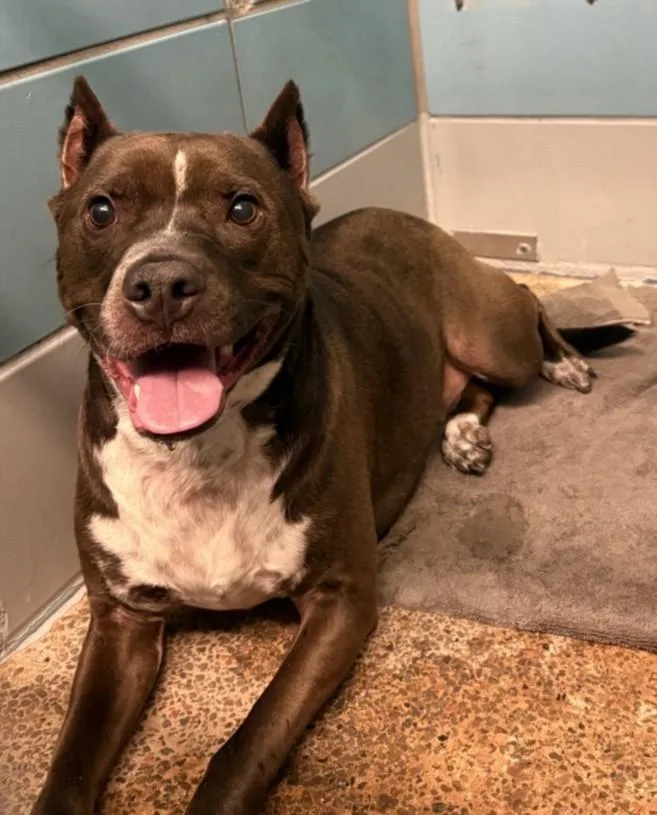 An adult large-sized male Staffordshire Bull Terrier dog named Maximo for adoption in Houston, TX