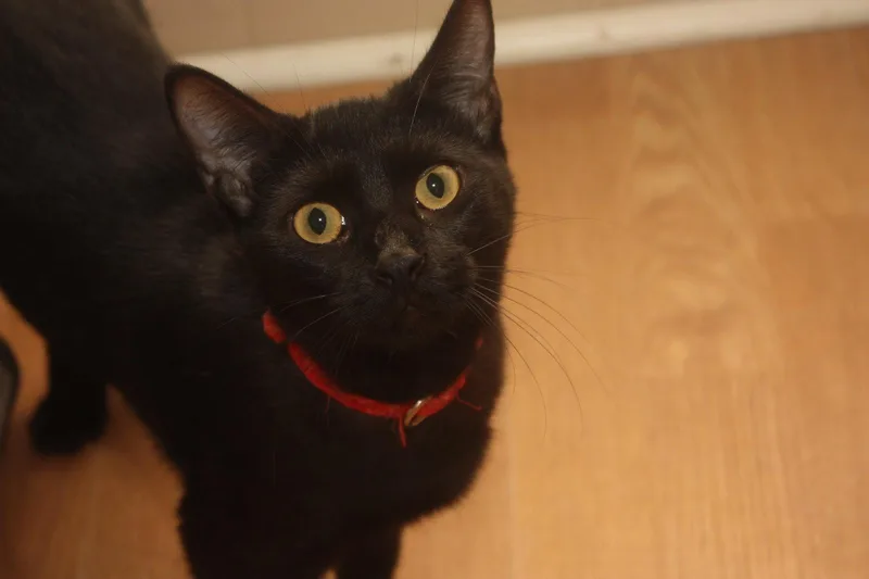 A young small-sized male Black Domestic Short Hair cat named Mofassa for adoption in Cypress, TX
