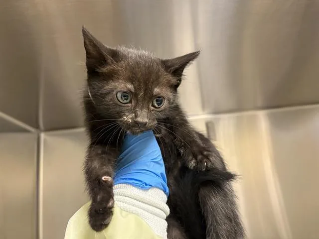 A baby medium-sized female Domestic Short Hair cat named Orin for adoption in Kent, WA