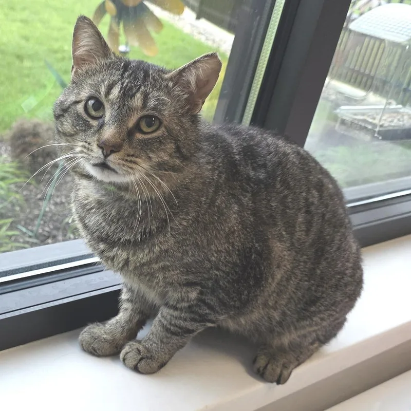 An adult large-sized male Brown / Chocolate Domestic Short Hair cat named Where Da Baby for adoption in Fort Wayne, IN