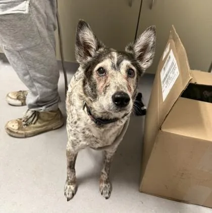 An adult medium-sized male Mixed Breed dog named Smurf for adoption in West Chester, PA