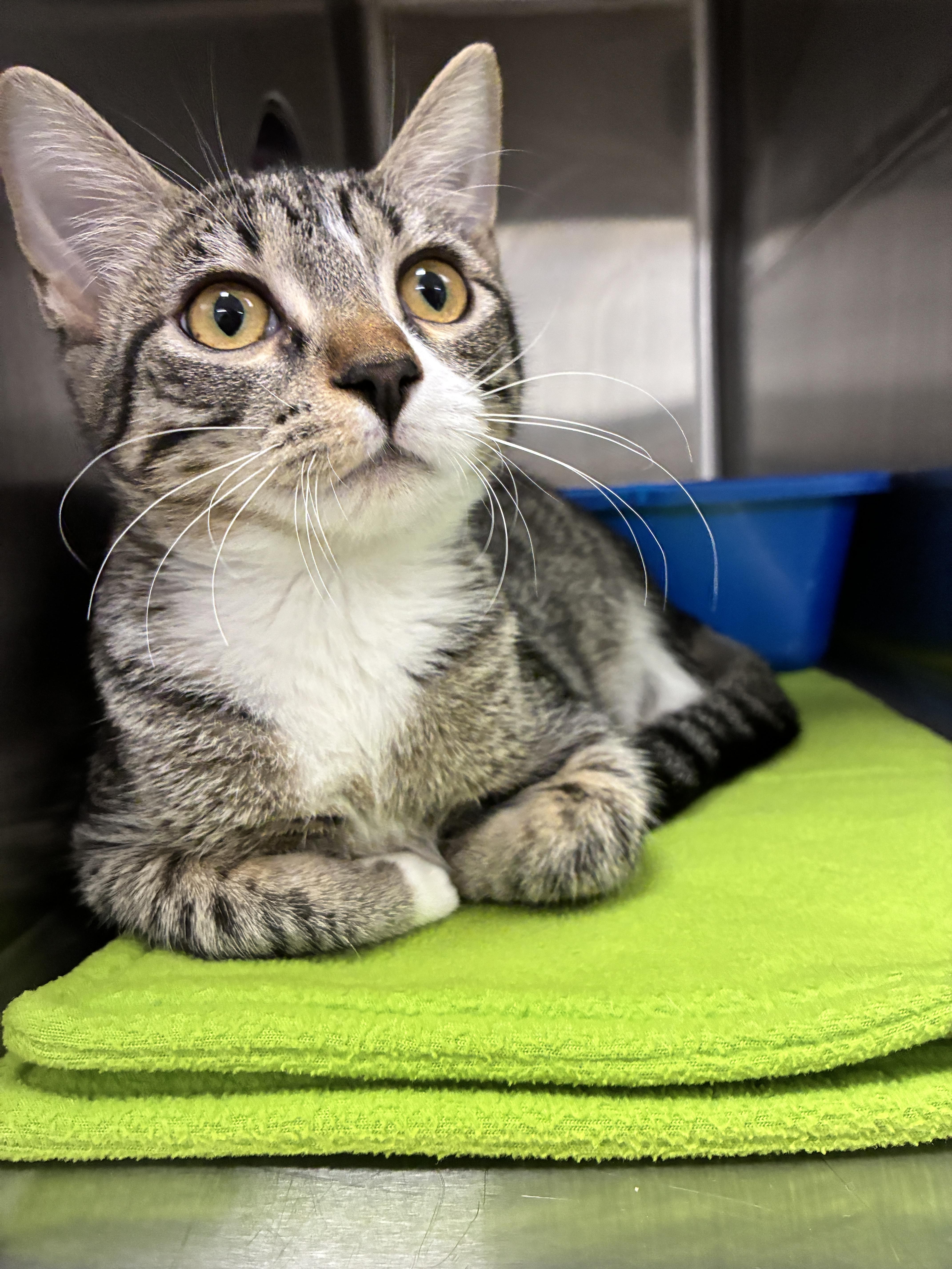A baby medium-sized female Domestic Short Hair cat named Pam for adoption in Chico, CA