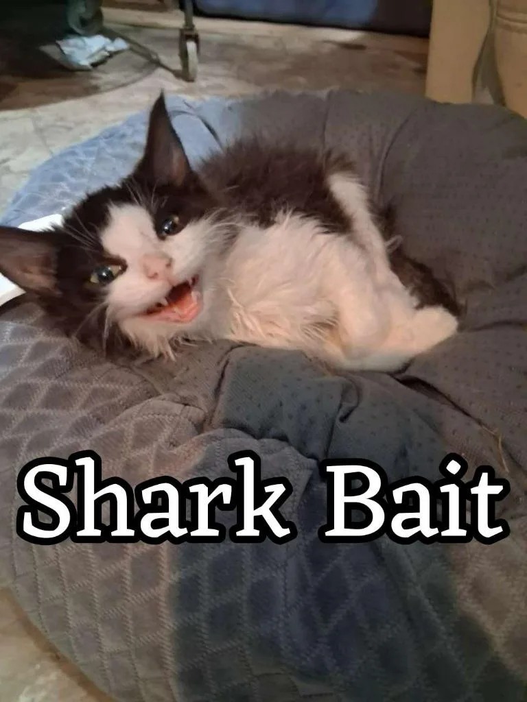 A baby small-sized male Domestic Medium Hair cat named Shark Bait for adoption in Hillsboro, OH