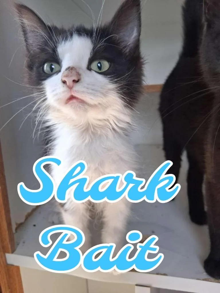 Shark Bait thumbnail 2