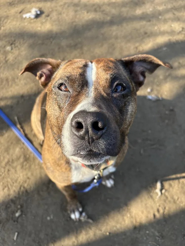 An adult large-sized female Boxer dog named Sage for adoption in Brewster , NY