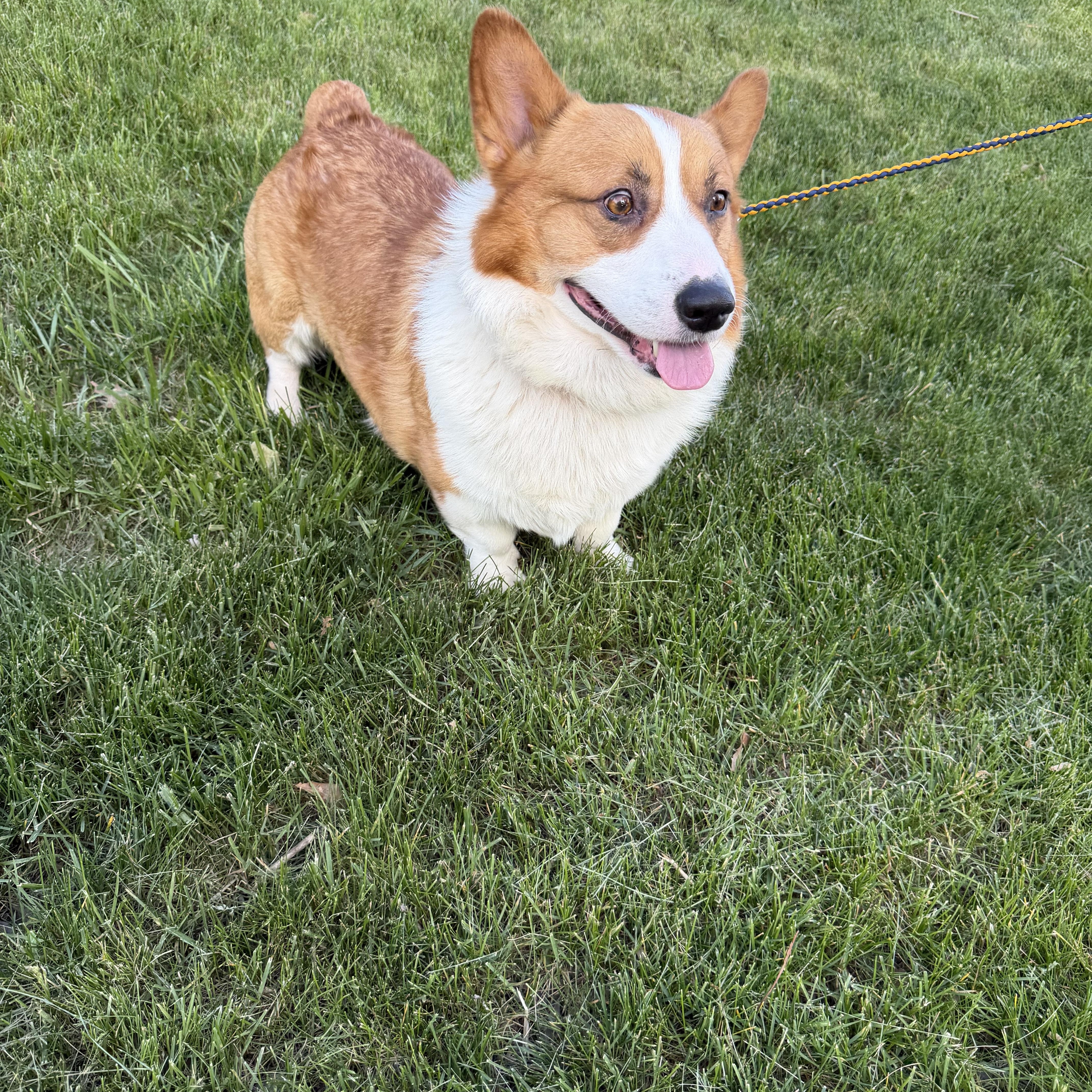 An adult medium-sized male Red / Chestnut / Orange Pembroke Welsh Corgi dog named Gus for adoption in Bettendorf, IA