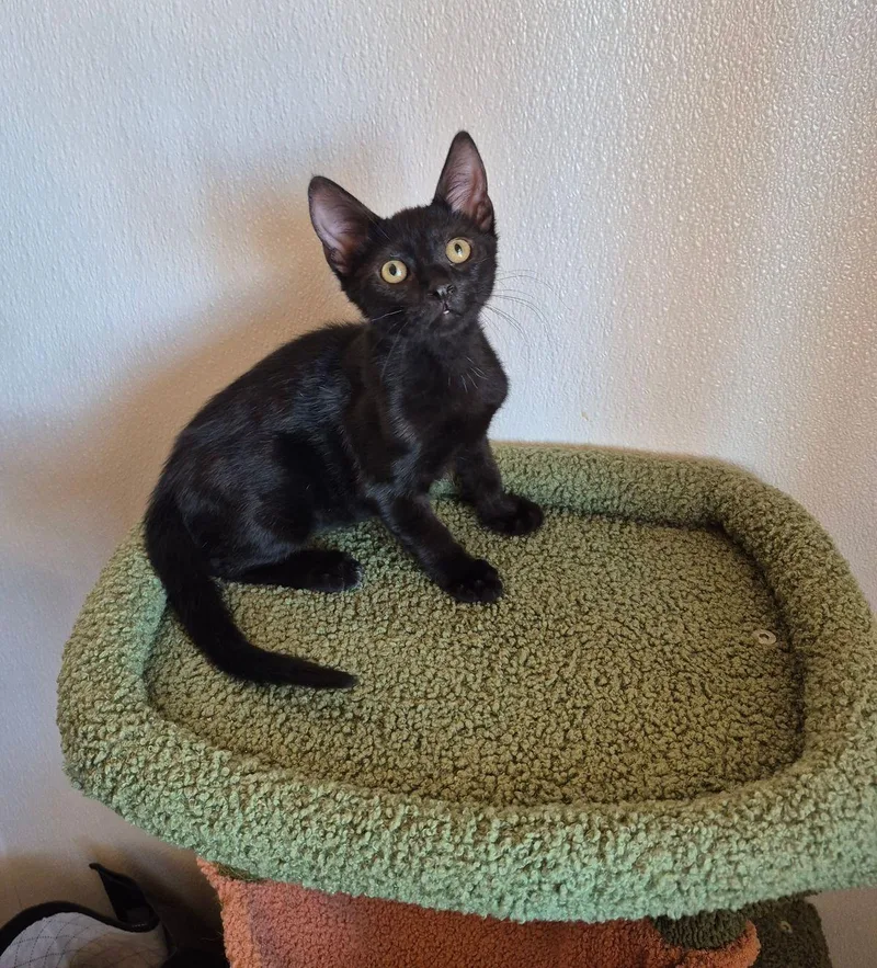A young small-sized male Black Domestic Short Hair cat named Fig for adoption in Kingman, AZ