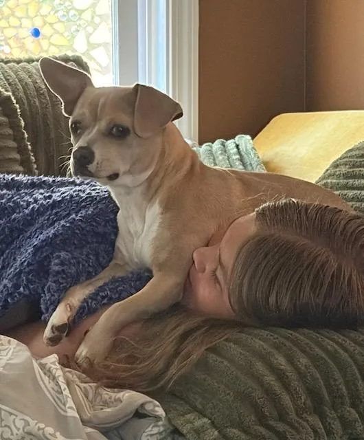 A young small-sized female Apricot / Beige Chihuahua dog named Isadora for adoption in Alpharetta, GA