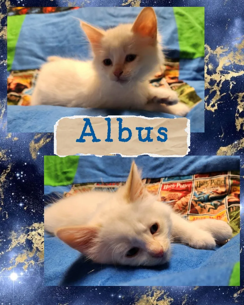 A baby medium-sized male Flame Point Domestic Short Hair cat named Albus for adoption in Pasco, WA