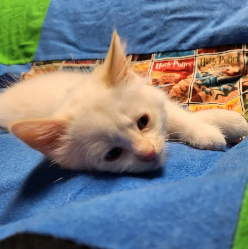 Albus thumbnail 2