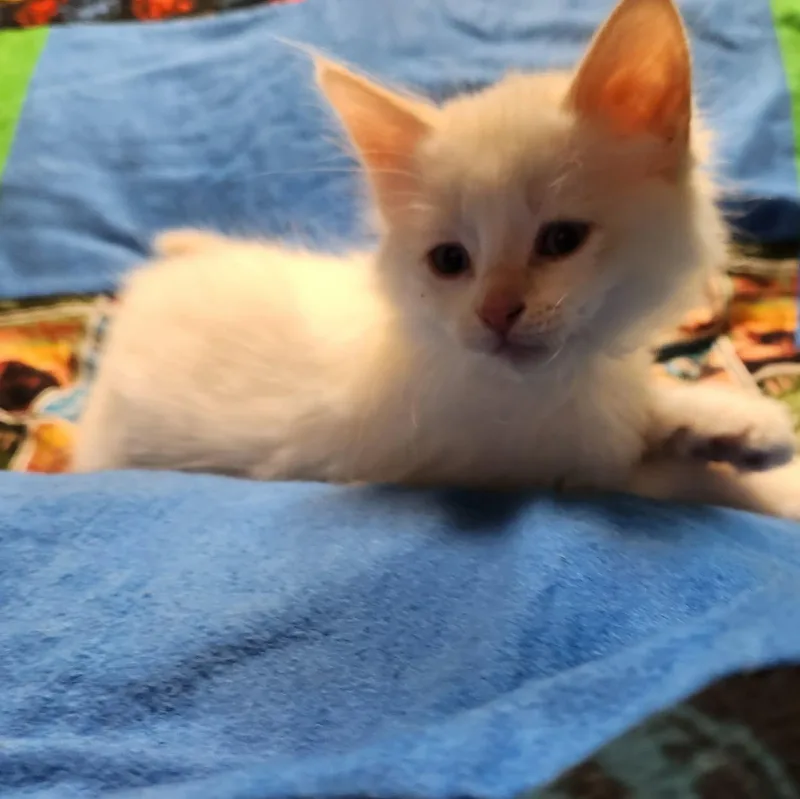 Albus thumbnail 3