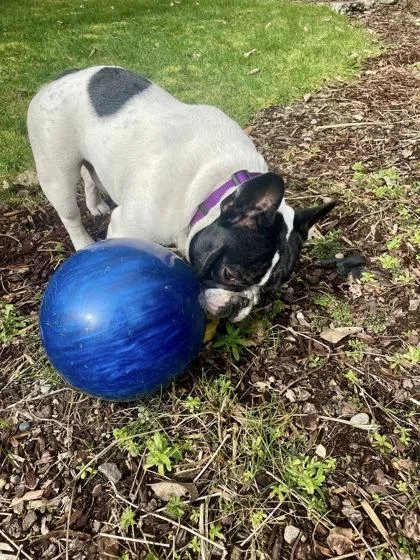 Pierre Monet thumbnail 2