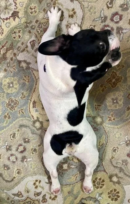 Pierre Monet thumbnail 3