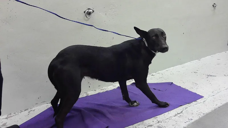 An adult large-sized female Labrador Retriever dog named Raven for adoption in Houston, TX