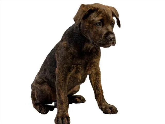 A baby medium-sized female Mastiff dog named Kira for adoption in Los Angeles, CA
