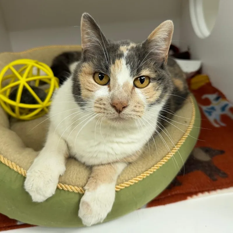 An adult small-sized female Calico Domestic Short Hair cat named Vanessa for adoption in Stillwater, OK