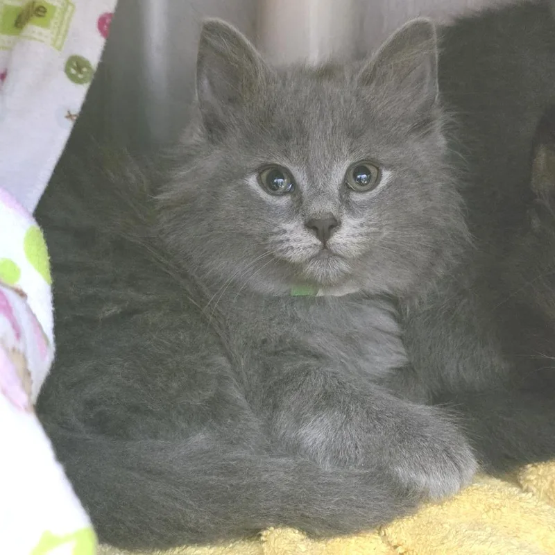 A baby small-sized female Gray / Blue / Silver Domestic Medium Hair cat named Finland for adoption in Fort Wayne, IN
