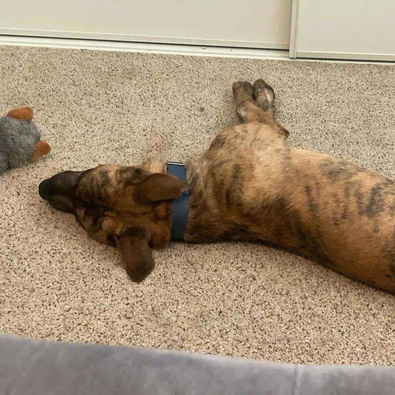 A young medium-sized male Brindle Shepherd dog named Camo for adoption in Riverside, CA