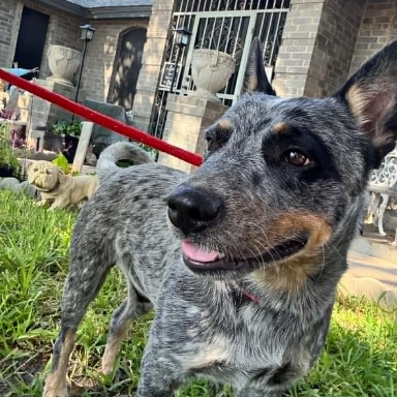 A young medium-sized male Gray / Blue / Silver Australian Cattle Dog / Blue Heeler dog named Chevy for adoption in Moyock, NC