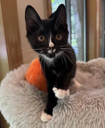 A young small-sized male Black & White / Tuxedo Domestic Short Hair cat named Blathers for adoption in Midland, VA
