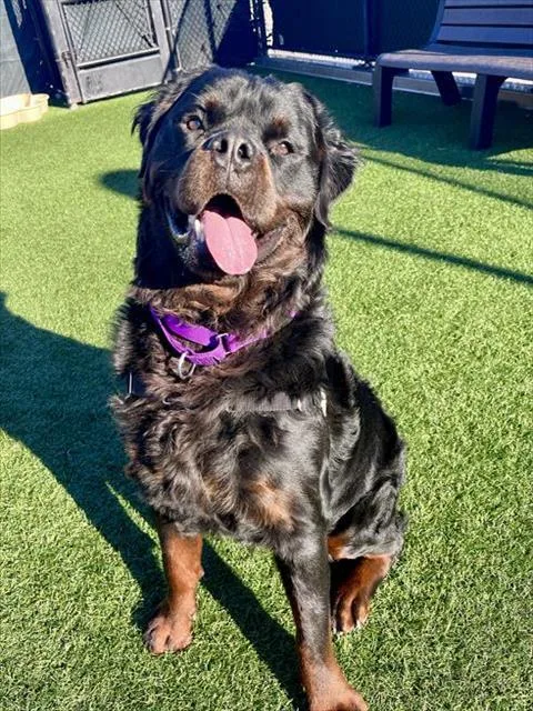 A young extra large-sized male Rottweiler dog named Homer for adoption in San Francisco, CA