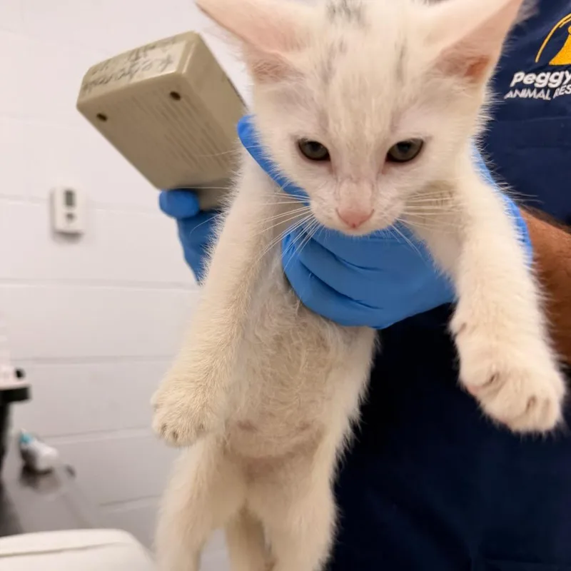 A baby small-sized female White Domestic Short Hair cat named Ghost for adoption in West Palm Beach, FL
