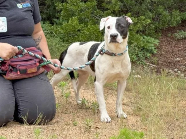 A young medium-sized female American Staffordshire Terrier dog named Sweetie for adoption in Chapel Hill, NC