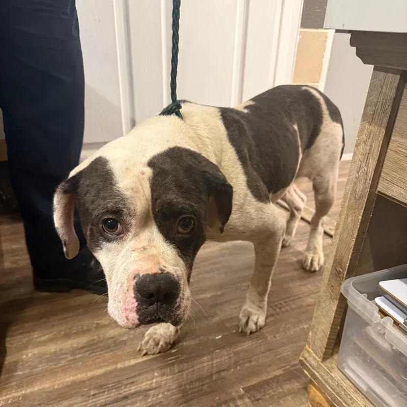 An adult large-sized male White / Cream Pit Bull Terrier dog named Cuddles for adoption in Evensville, TN