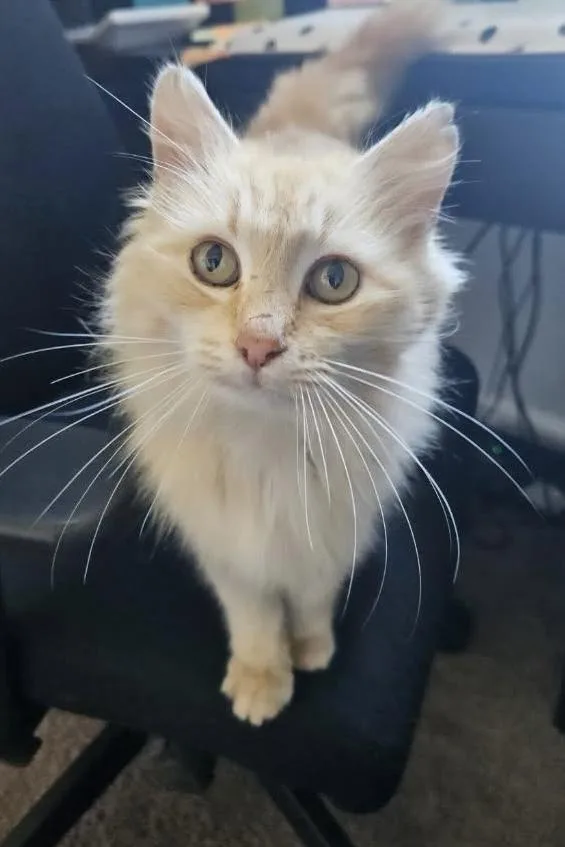 An adult medium-sized female Domestic Medium Hair cat named Sunny A AW for adoption in Greenville, SC