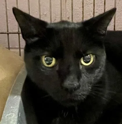 An adult large-sized male Black Domestic Short Hair cat named Frankie for adoption in Annapolis, MD