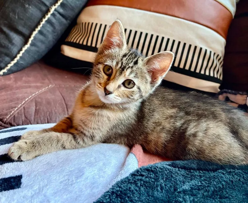 A baby small-sized female Domestic Short Hair cat named Daisy for adoption in Urbandale, IA
