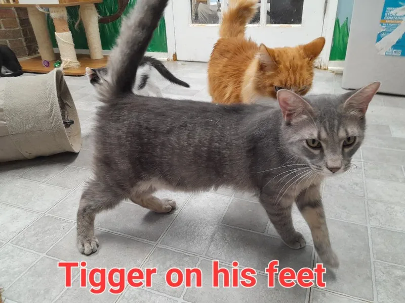 Tigger Franklin thumbnail 2