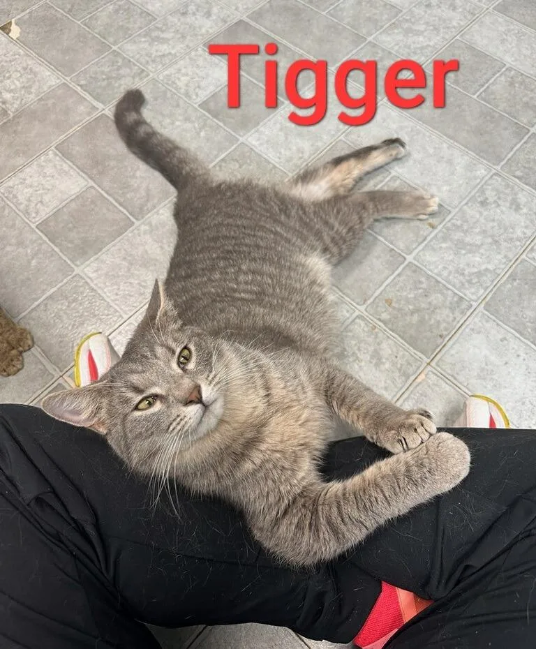 Tigger Franklin thumbnail 3