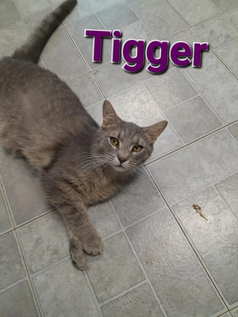 Tigger Franklin thumbnail 4