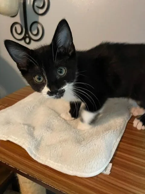 A baby small-sized female Domestic Short Hair cat named Maya for adoption in Haw River, NC